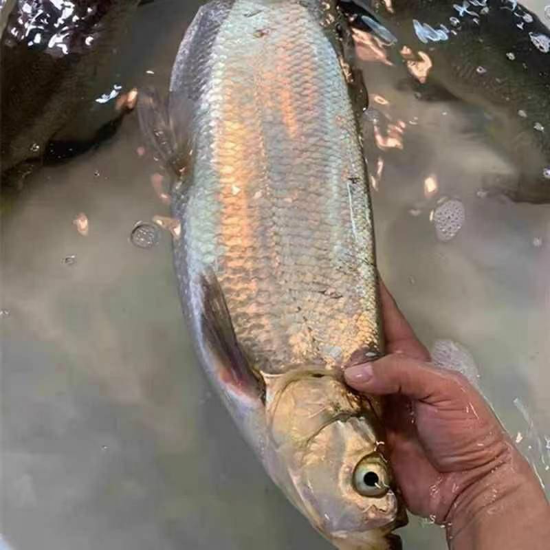 5斤白鱼/条东北冷水鱼淡水鱼