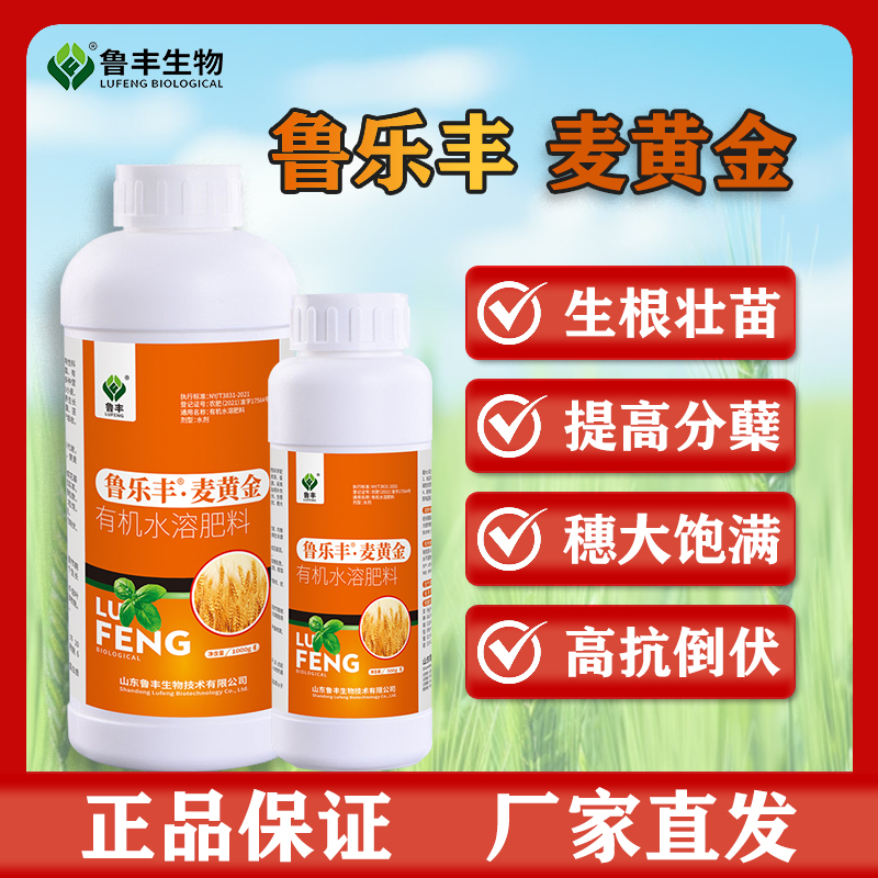 鲁乐丰麦黄金生根壮苗提高分蘖穗大饱满高抗倒伏