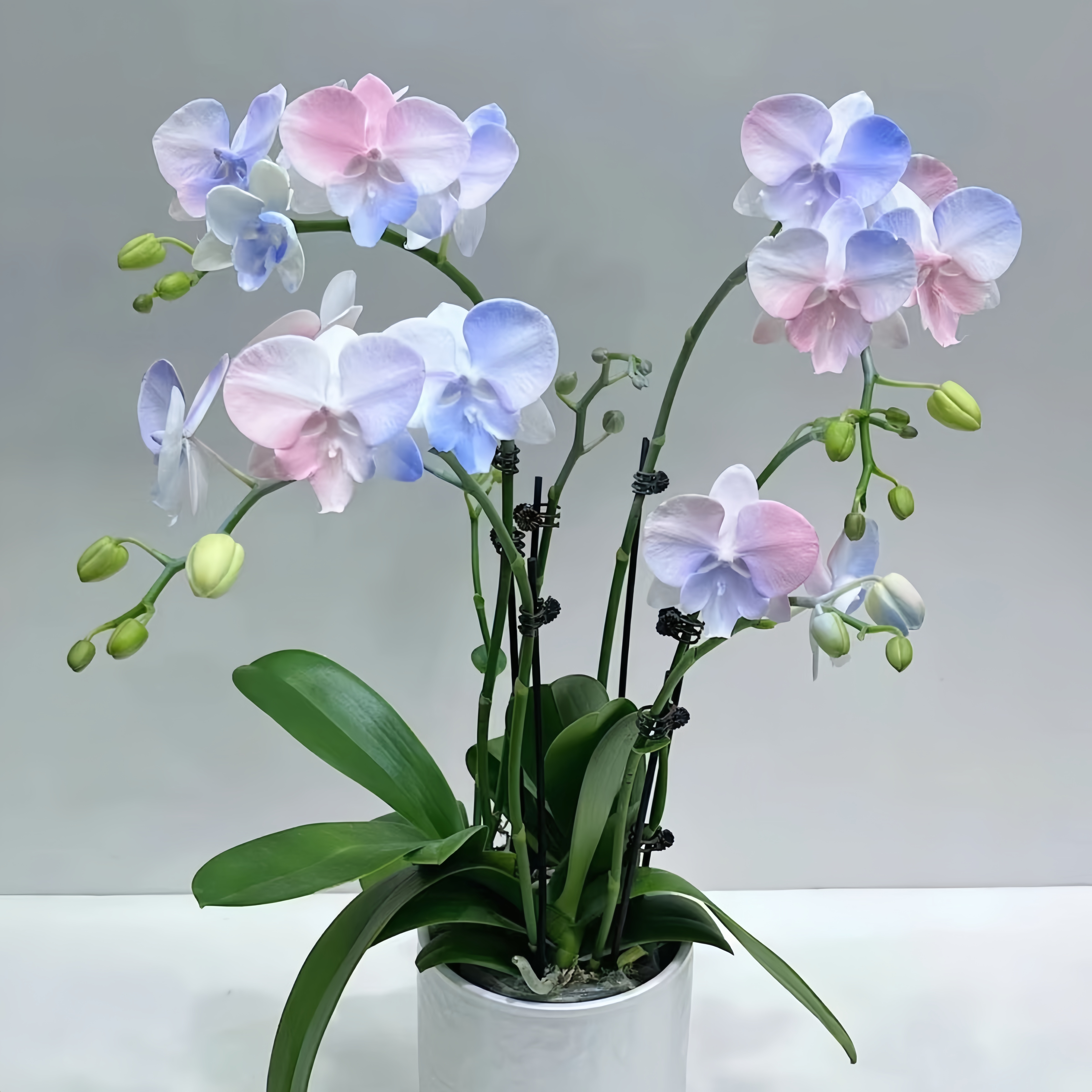 高档蝴蝶兰花苗盆栽大花绿植开花客厅室内桌面阳台植物花卉四季