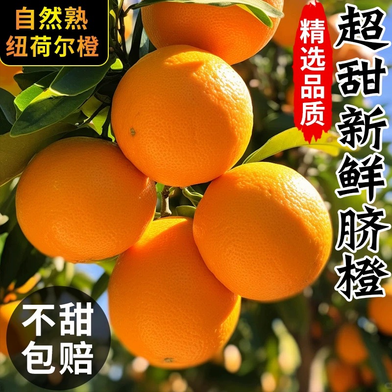 正宗高山纽荷尔脐橙新鲜现摘甜橙子当季水果