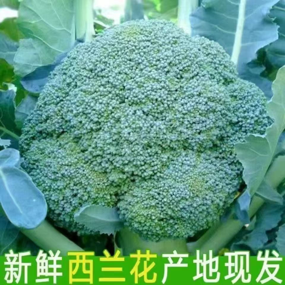 农家自种新鲜西兰花好吃美味爽嫩脆口现摘现发