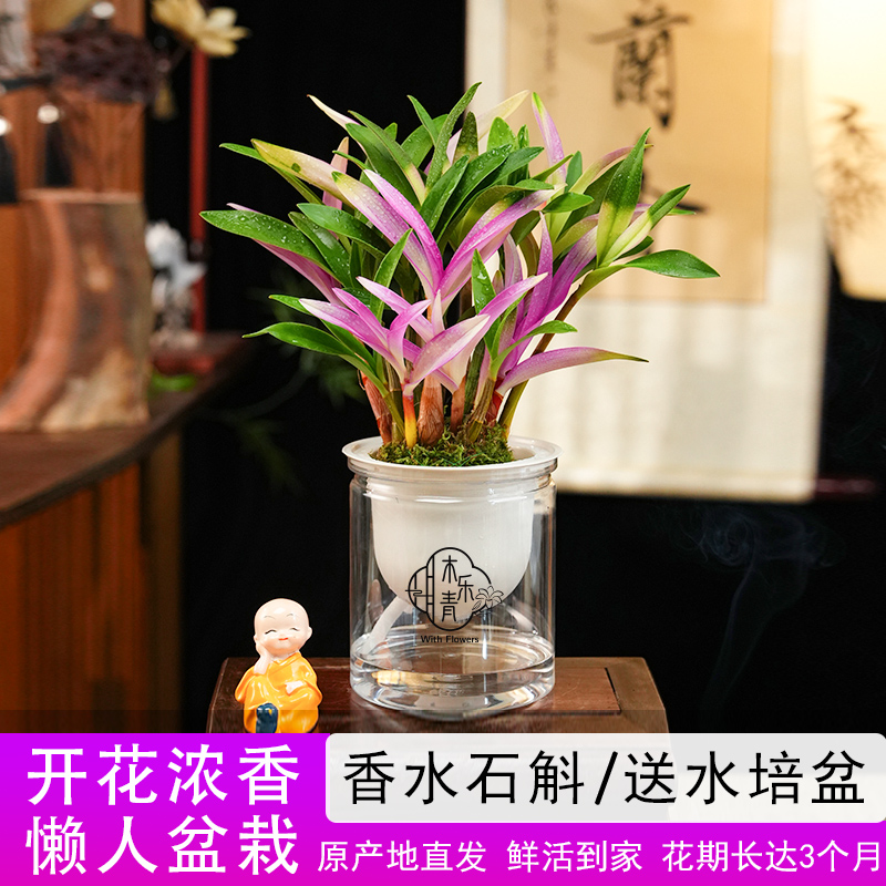 【带红芽】七彩香水石斛兰 精品澳洲石斛 浓香型 水培盆栽