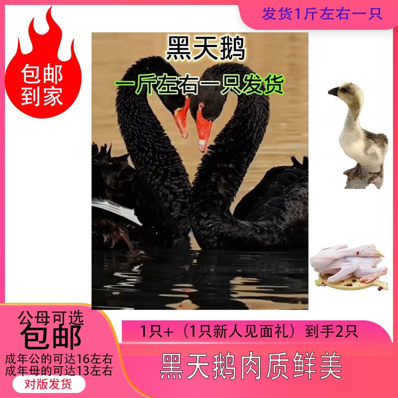 人工养殖黑天鹅鹅肉肉质鲜美（发货是一斤左右一只）公母可选