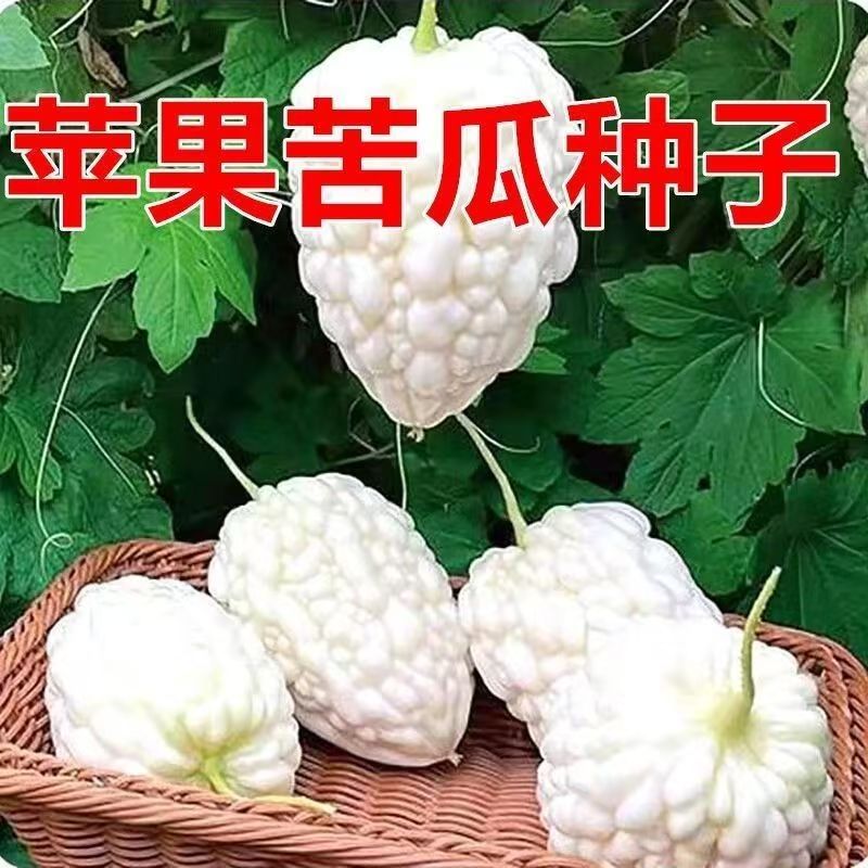 苹果苦瓜种子春夏种植爬藤苦瓜种子奶香味盆栽地栽菜园种植