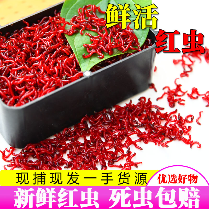 【新店福利】鲜活红虫活饵活体喂鱼红虫特大号挂钩红虫鱼饵料