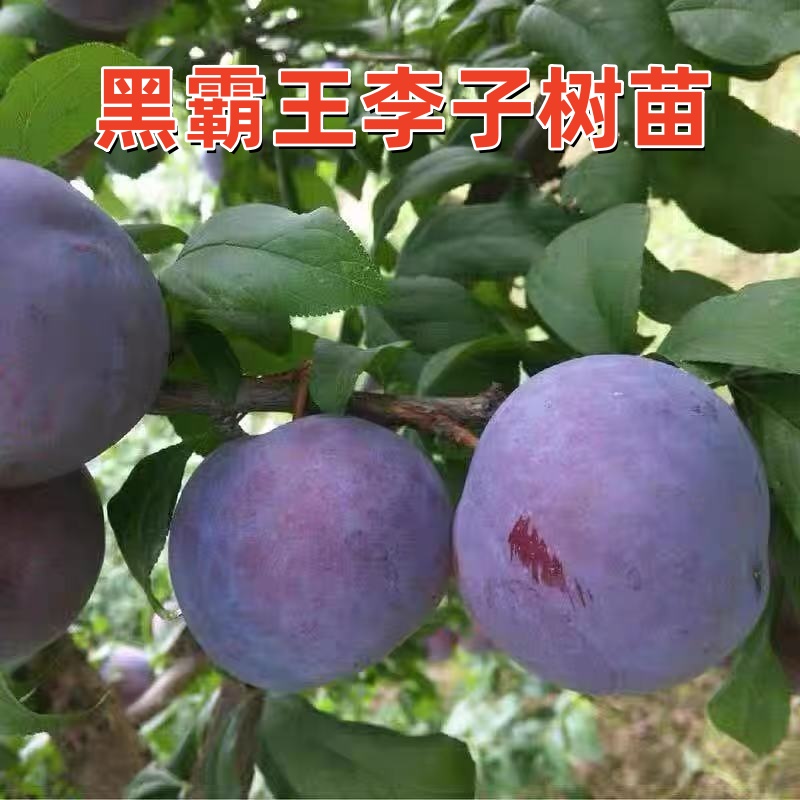 嫁接李子树苗新品种大冬李子树苗晚熟果树苗南北方种植盆栽地栽