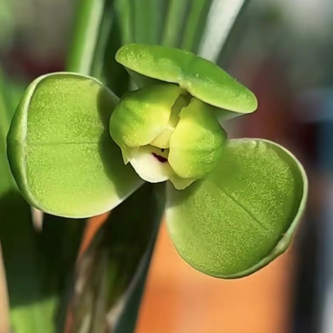 高档春兰宋梅带花苞老八种开花浓香好养兰花苗花卉四季兰客厅盆栽