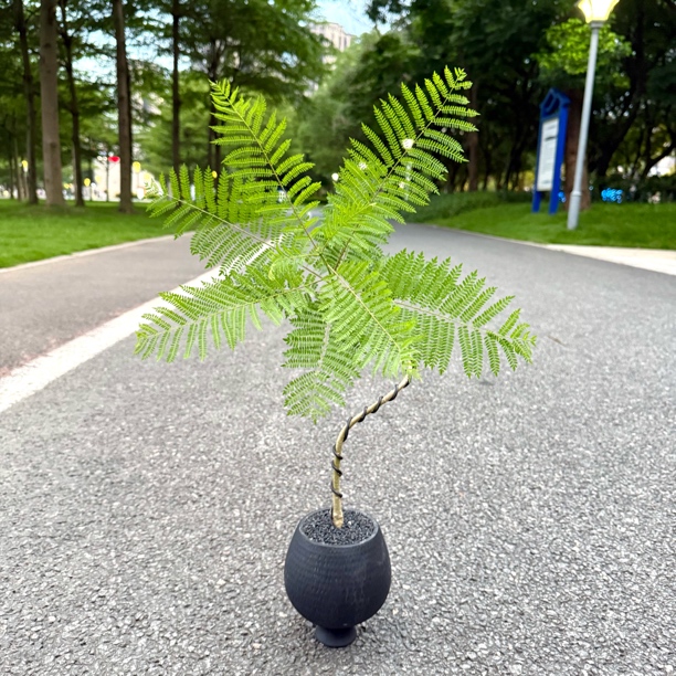 禅意造型蓝花楹盆栽盆景室内客厅阳台茶几桌面绿色观叶花卉绿植