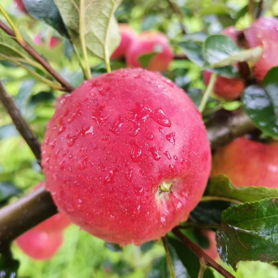 25年云南昭通丑苹果新鲜现摘现发脆甜当季苹果整箱云南苹果