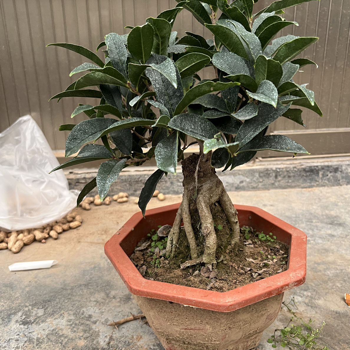 四季桂花盆栽树苗室内浓香型花卉绿植物可食用阳台办公室桌面盆景