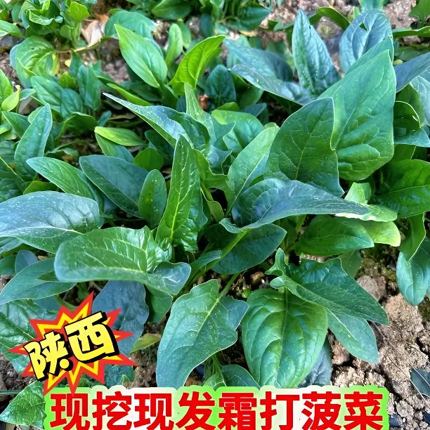陕西霜打菠菜新鲜应季蔬菜洋县现挖现发老品种菠菜漏天种植菠菜