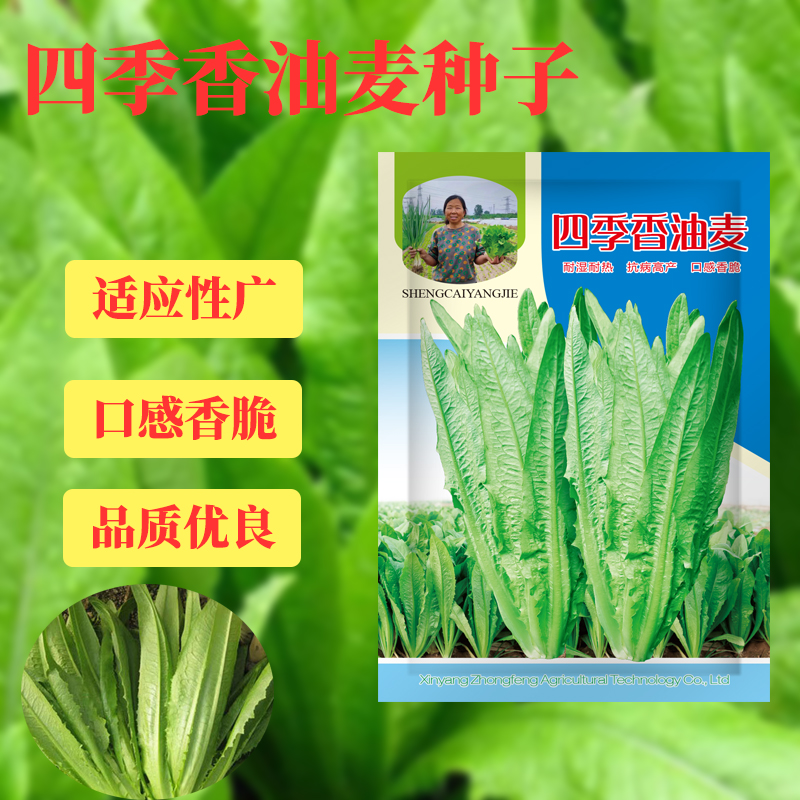 【杨姐推荐】油麦菜种子春秋可种阳台盆栽地栽青菜种子