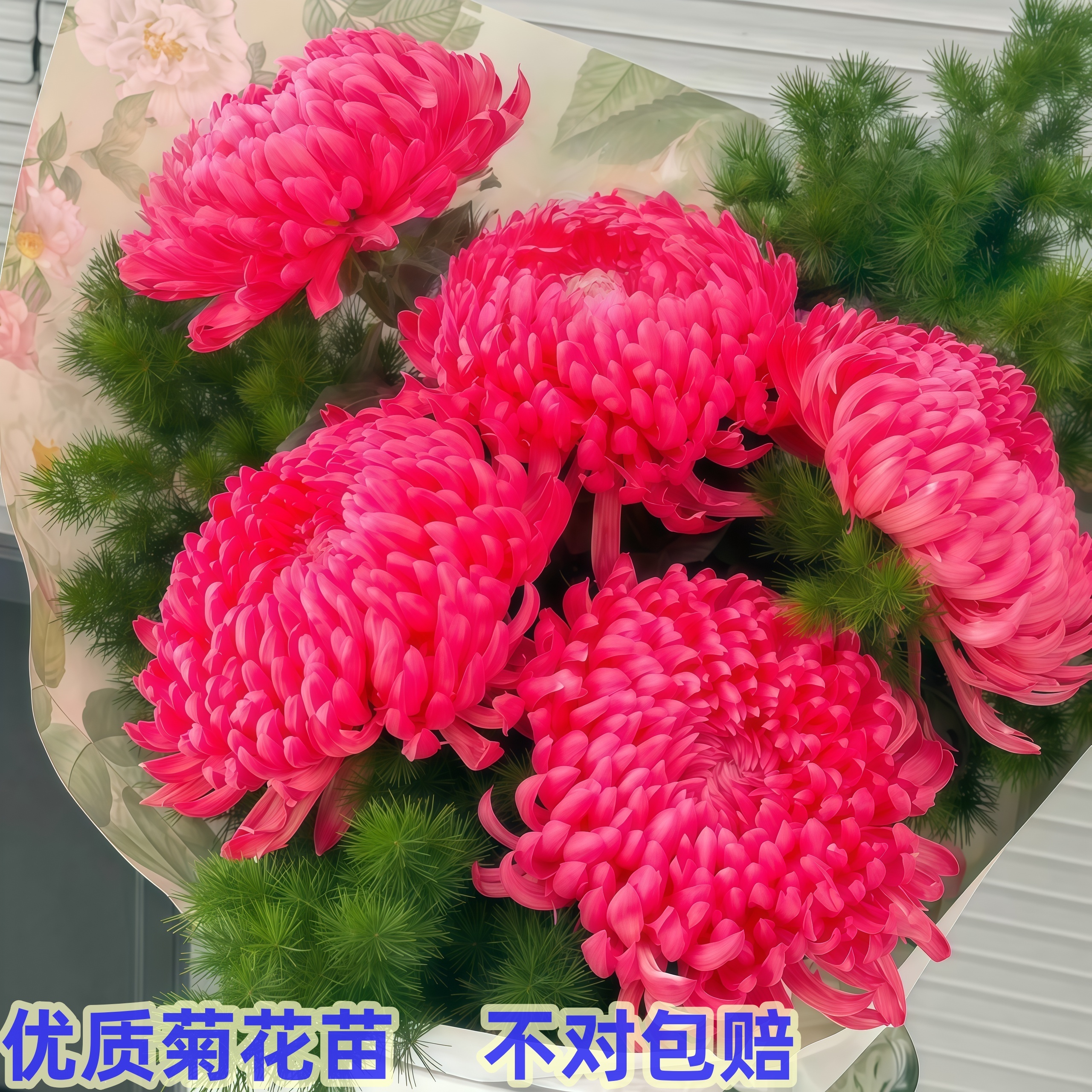 【红色重瓣】新鲜大菊花苗【不活包赔】带原土优质苗大花绿植花卉植物