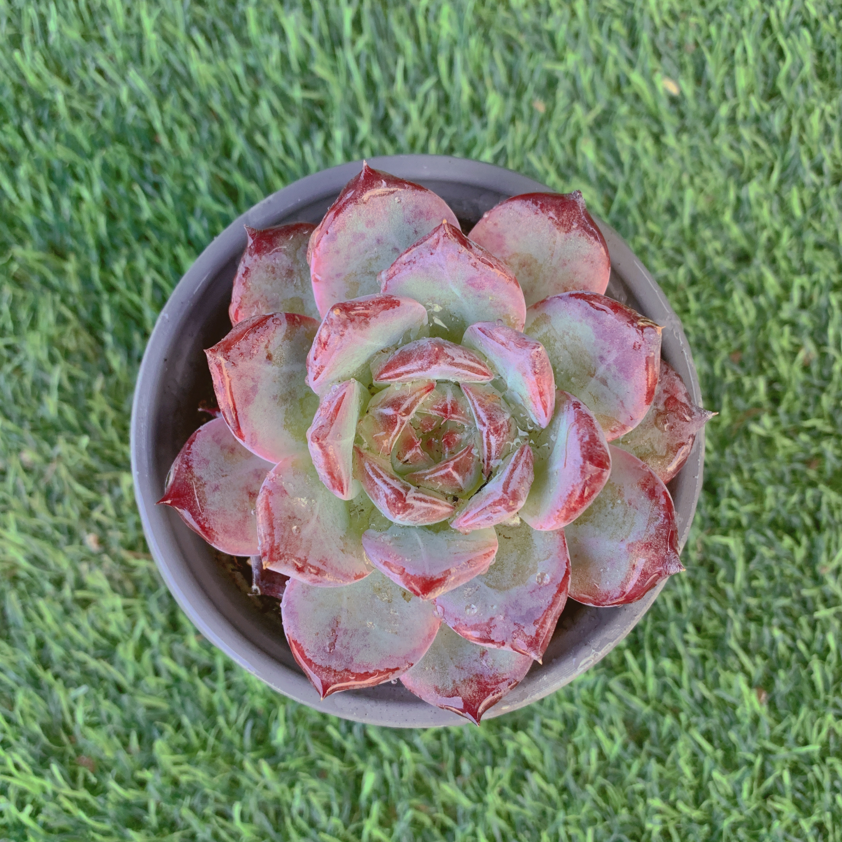 红拉糖单头6-8CM【花界草堂】精品多肉阳台盆栽新手易养一单包邮8