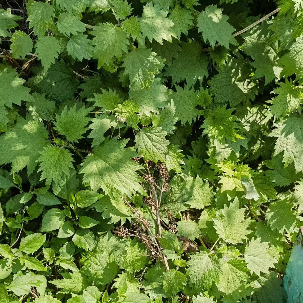 冷链包邮新鲜贵州活麻草野菜嫩尖火锅食材