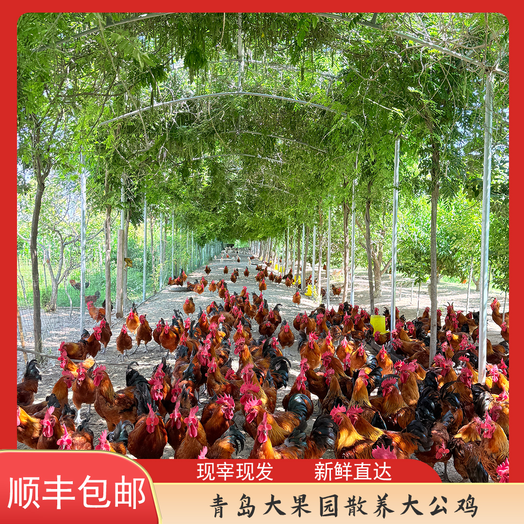 2年以上农家散养大公鸡溜达鸡五谷杂粮林间散养现宰现发散养鸡