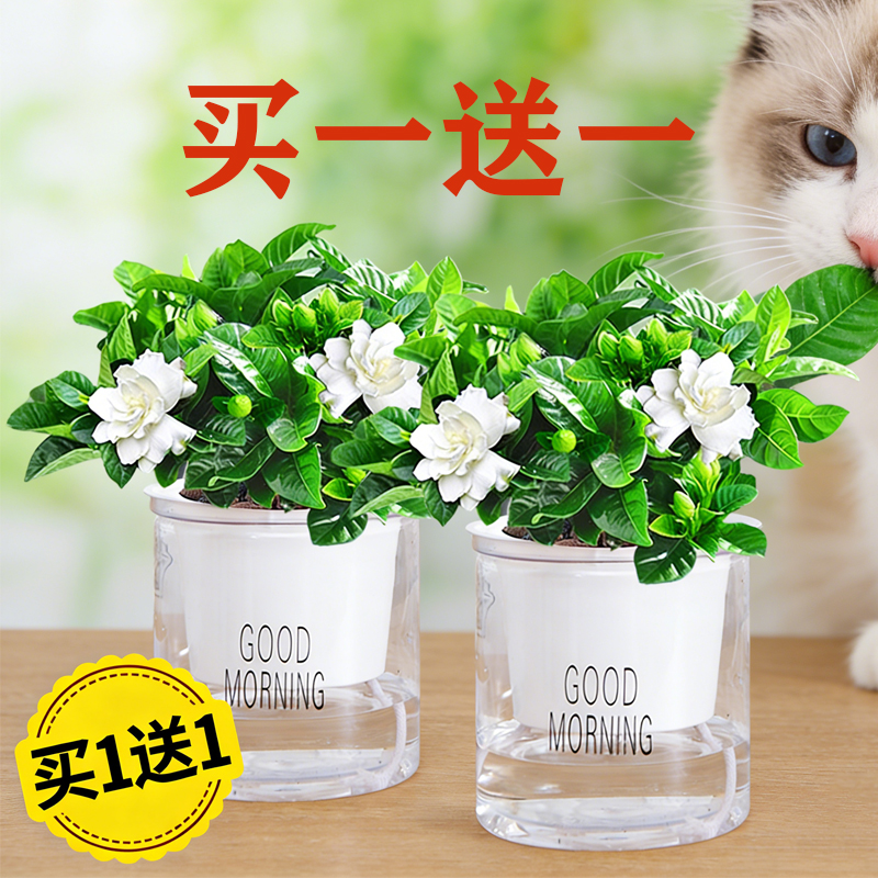 【买一送一】带花苞浓香型栀子花四季开花的植物绿植净化空气除甲醛