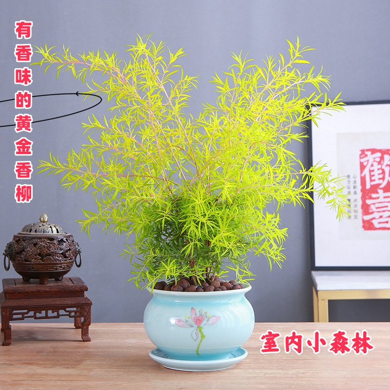 黄金香柳绿植千层金盆栽室内清香木净化空气好养带香味植物小森林