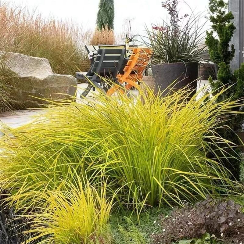 金叶石菖蒲金丝苔草新鲜盆栽耐热耐寒庭院内外花镜黄金菖蒲清仓