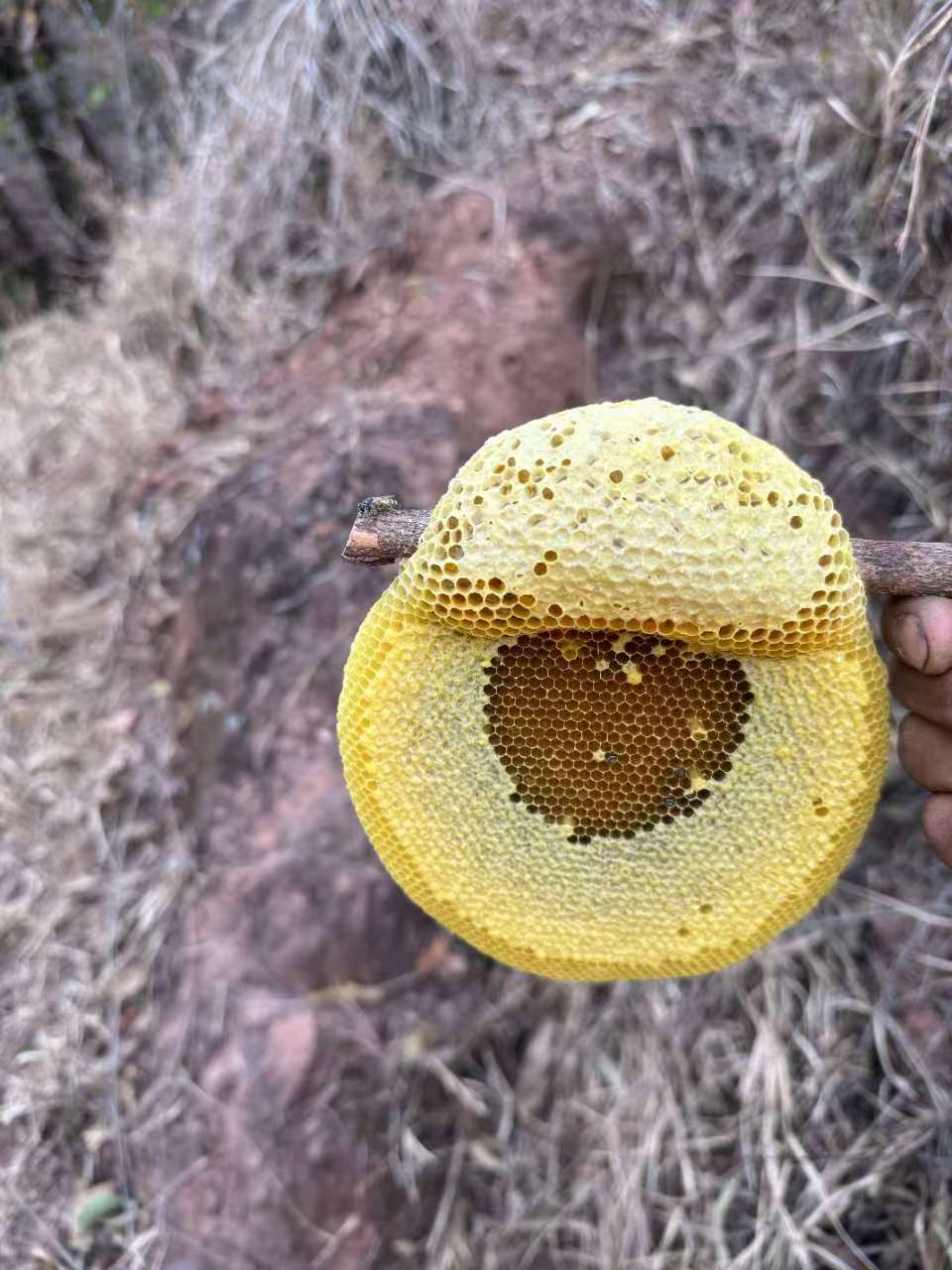 原生态云南野生小挂蜜