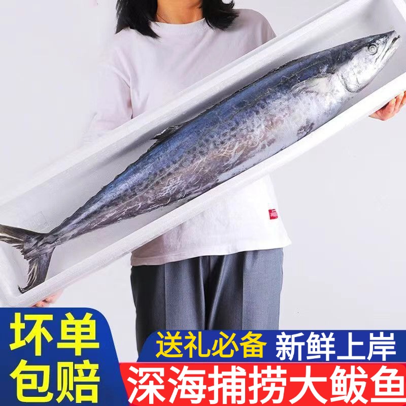 当季新货】特大号鲅鱼深海捕捞燕鲅鱼海鲜水产大马鲛鱼送礼必备