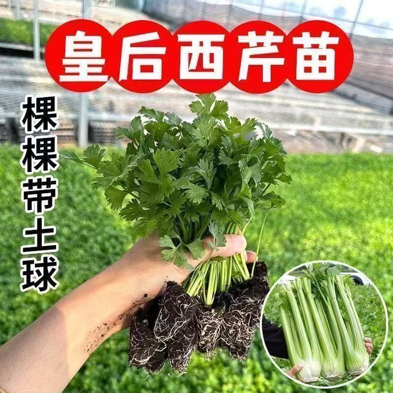 皇后大肉西芹苗秧苗脆嫩可用于阳台盆栽小院种植四季种植