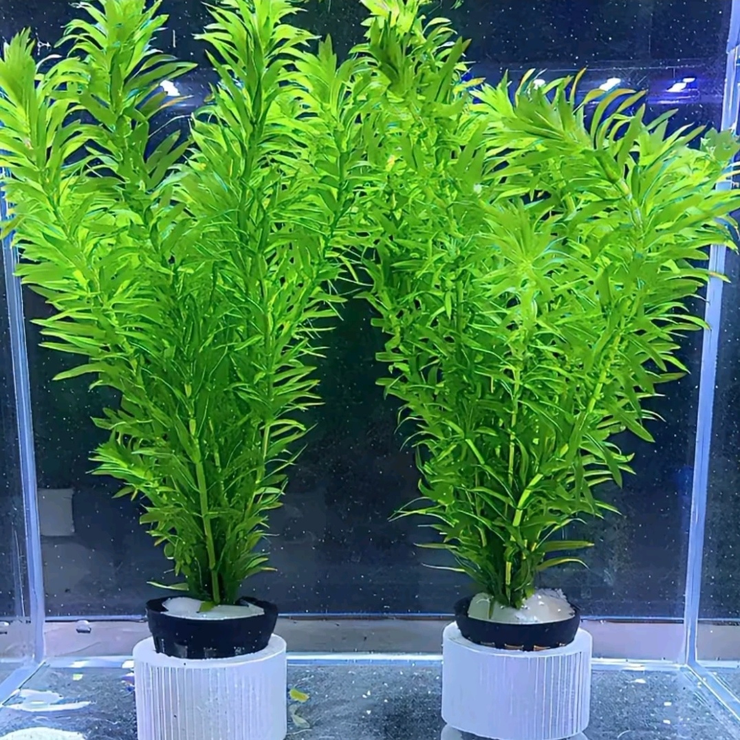 蜈蚣草阴性水草鱼缸造景新手懒人水草无需二氧化碳入缸成景好养活