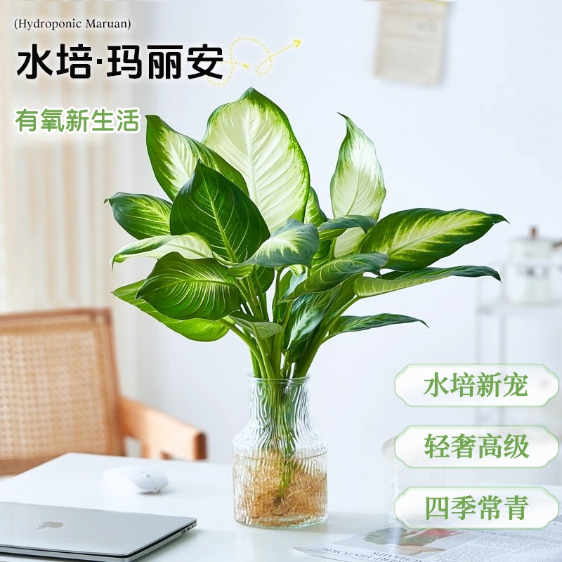 水培玛丽安植物粉黛万年青水培春羽绿植盆栽室内桌面办公室绿植
