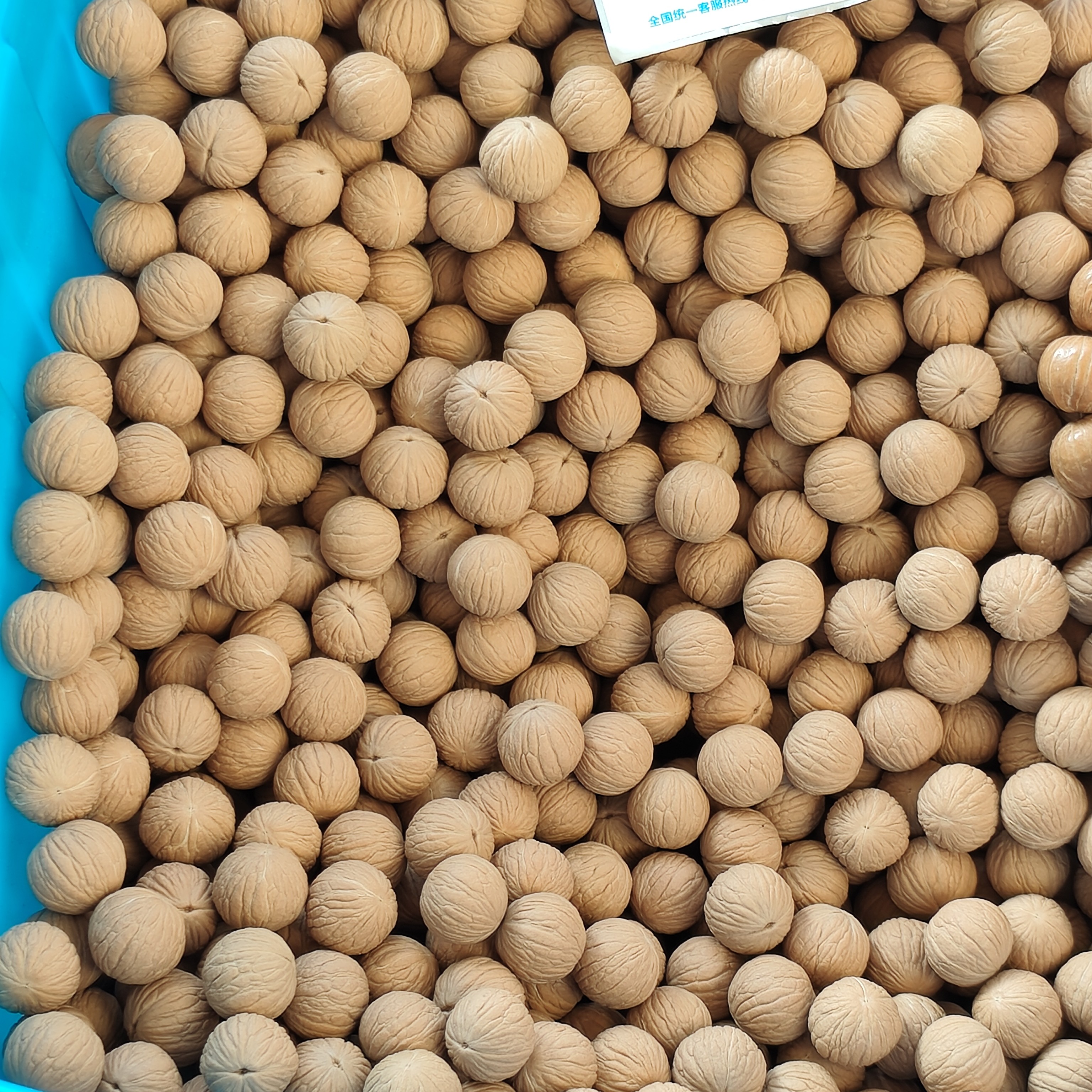 凤羽猴头15-16mm200粒装