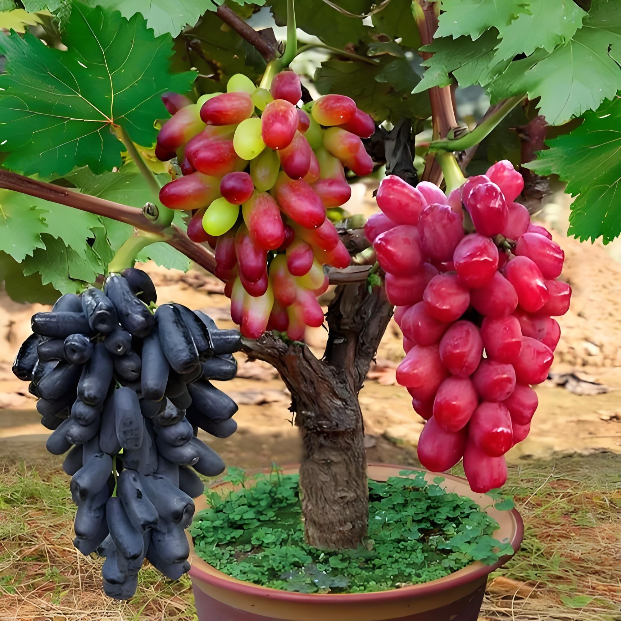 蓝宝石阳光玫瑰巨峰葡萄苗南方北方种植盆栽地栽抗旱抗寒基地直销