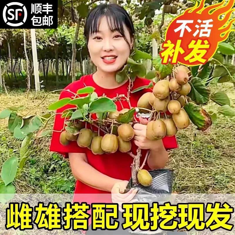 猕猴桃树果苗红心徐香软枣猕猴桃树苗南北方种植嫁接果树当年结果