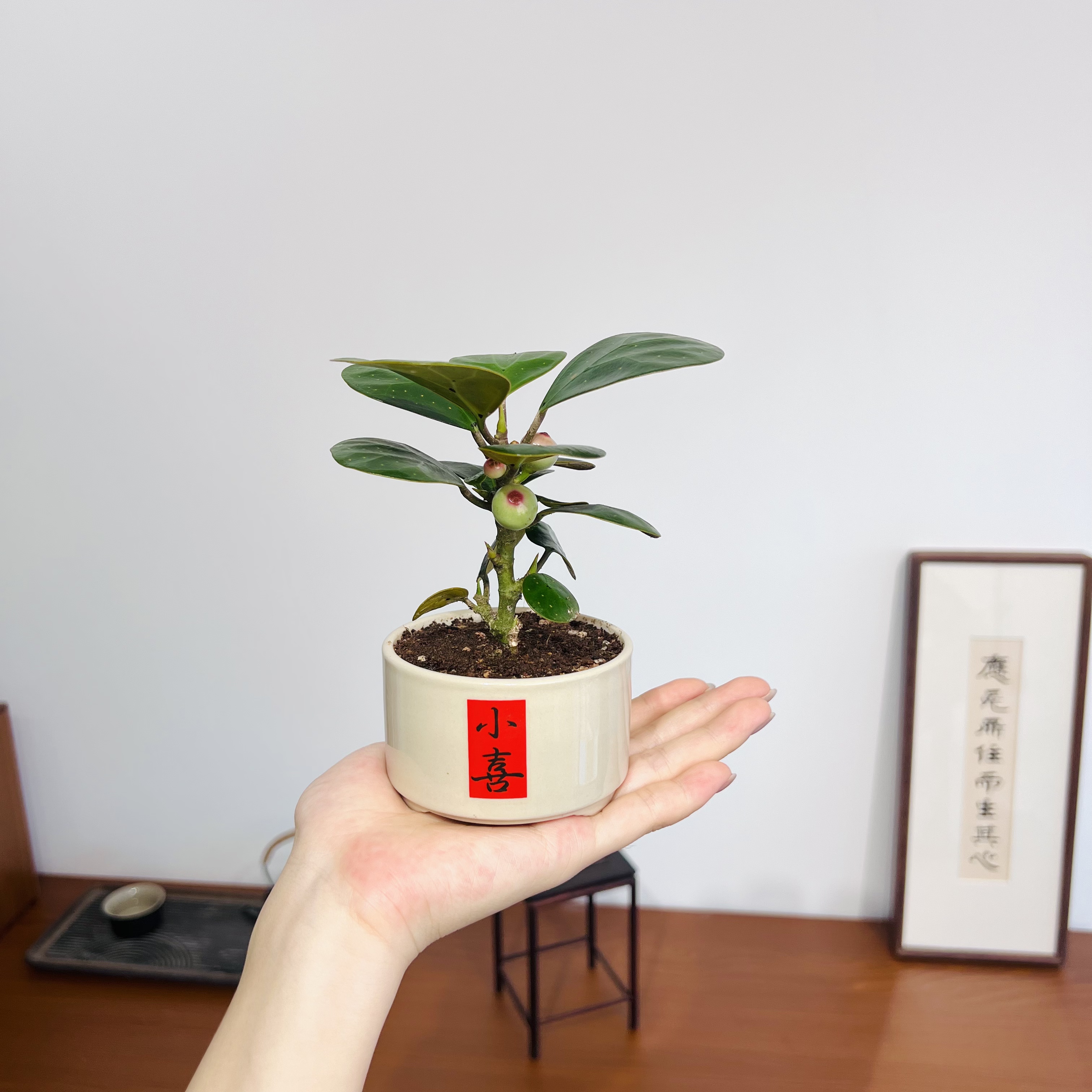 小盼菩提室内好养绿植桌面盆景好养植物
