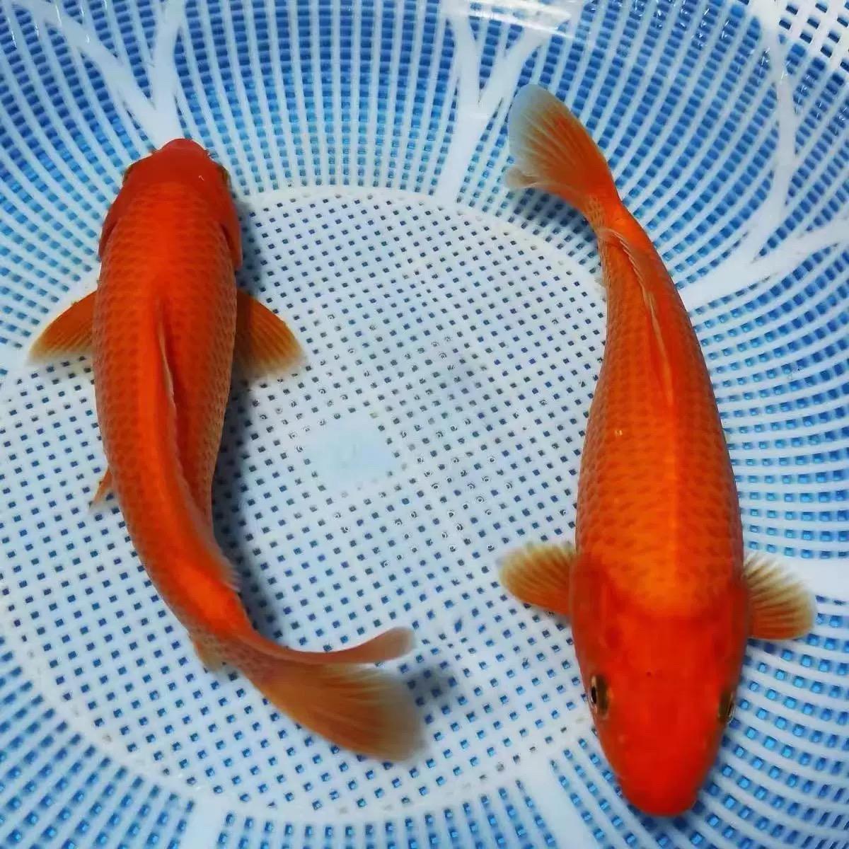 【日系精品闪鳞火鲤】渔场精选直发 包活
