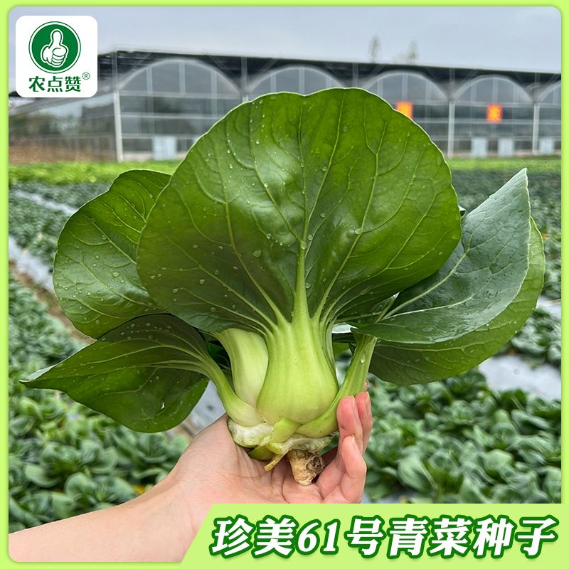 【珍美61号】苏州青黑菜种子秋冬季节播种生长矮脚耐寒甜糯高产直供