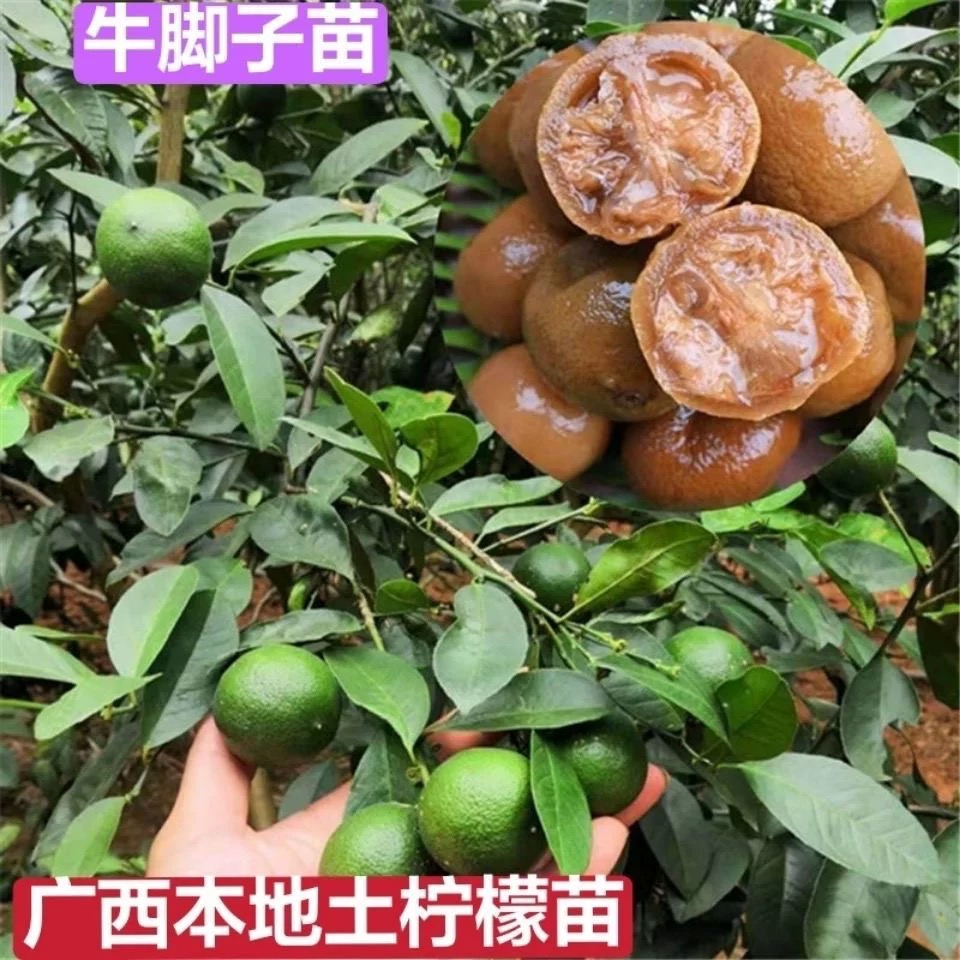正品嫁接土柠檬树苗牛脚子苗本地薄皮柠檬厨房大料本地柠檬树苗