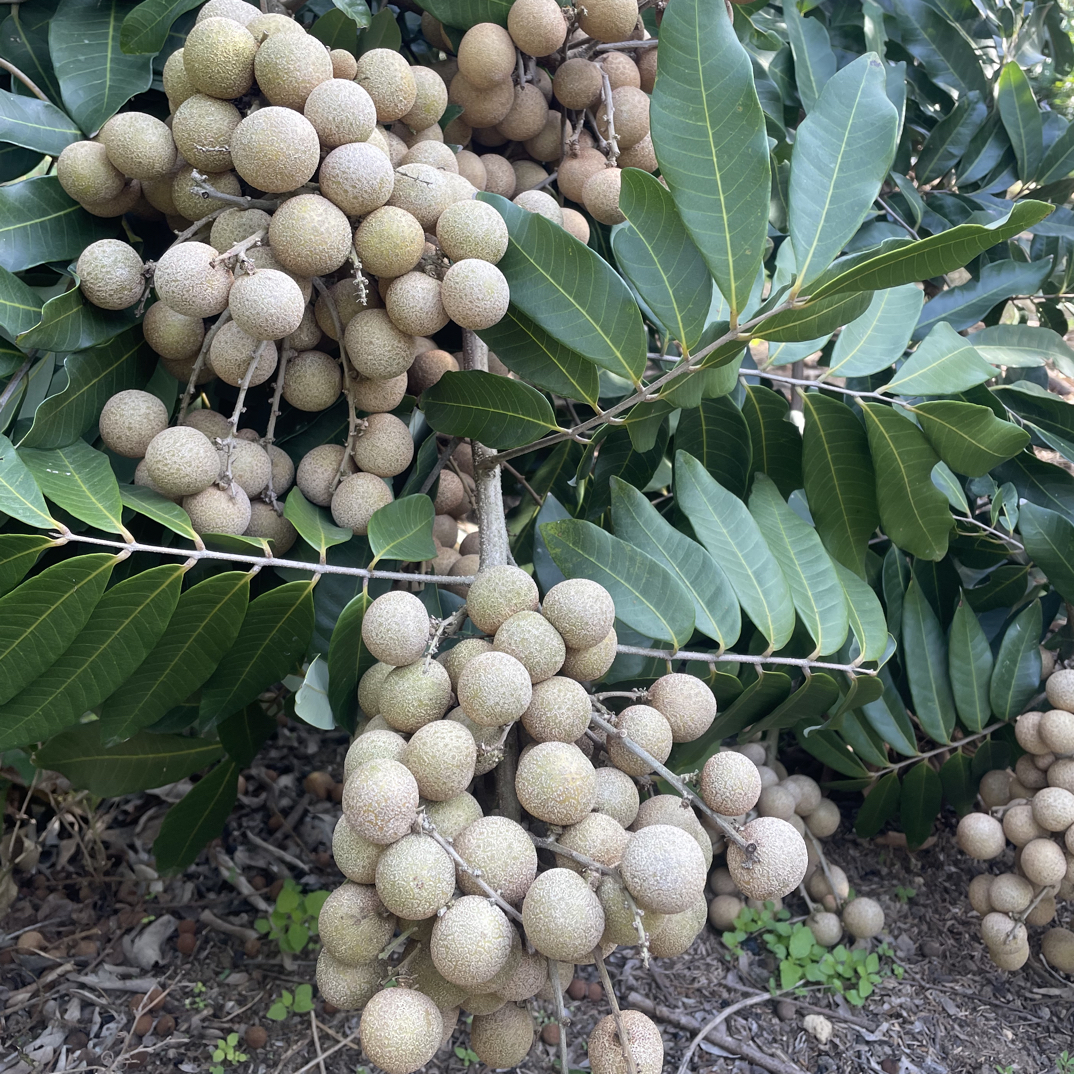 新鲜龙眼冬蜜龙眼当季桂圆鲜甜多汁包邮
