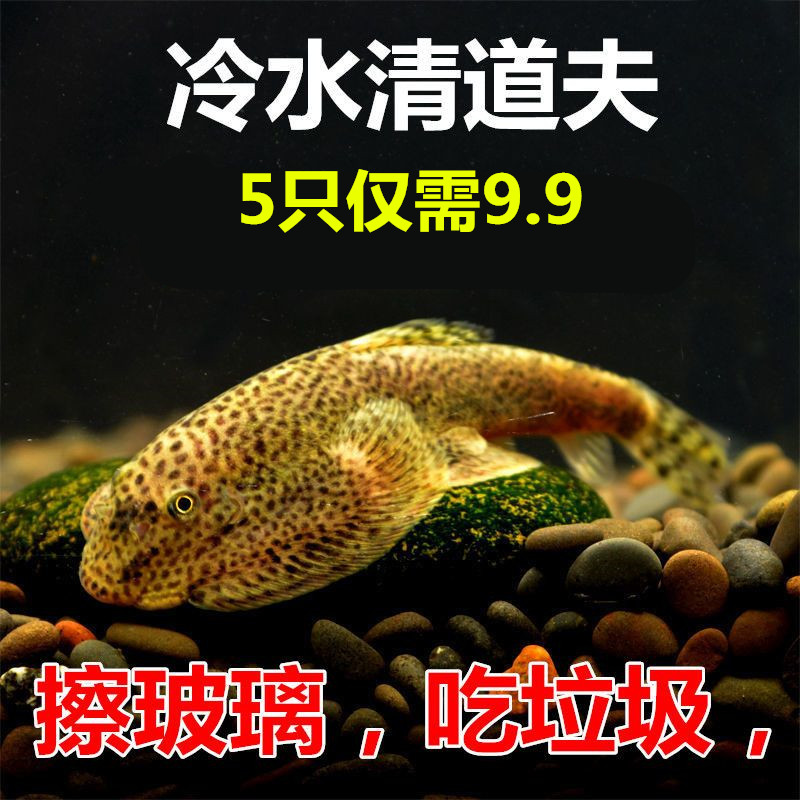 冷水清道夫 原生吸鳅 清洁鱼 鱼缸工具鱼 吃鱼粪龟粪 除藻吃垃圾