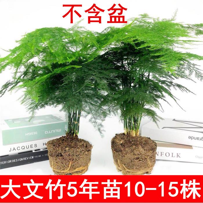 大文竹盆栽植物花卉四季常青净化空气吸甲醛桌面绿植办公室内盆景