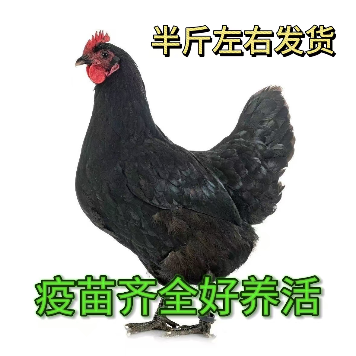 半斤左右发货黑羽红冠黑凤土鸡宠物鸡长尾鸡【顺丰发货】到手12只