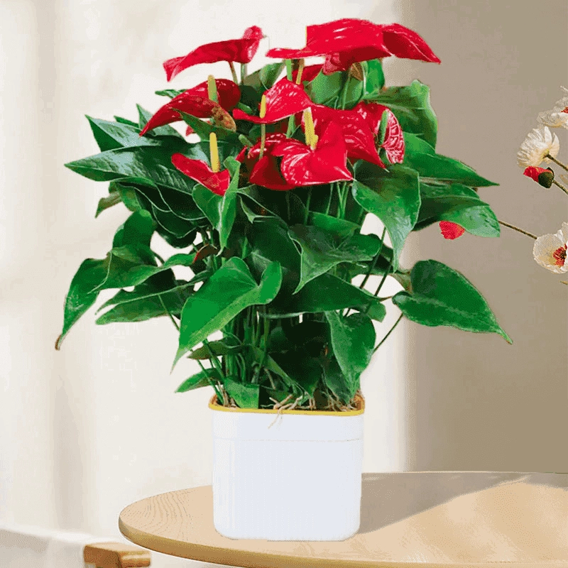 【4-6朵花】2苗红掌盆栽送盆30-50cm高室内客厅耐荫好养四季开花