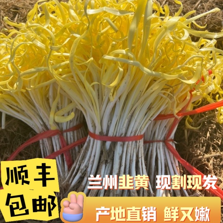 （省外）兰州新鲜韭黄当季蔬菜张家大坪非捂黄非蒜黄现割产地直发