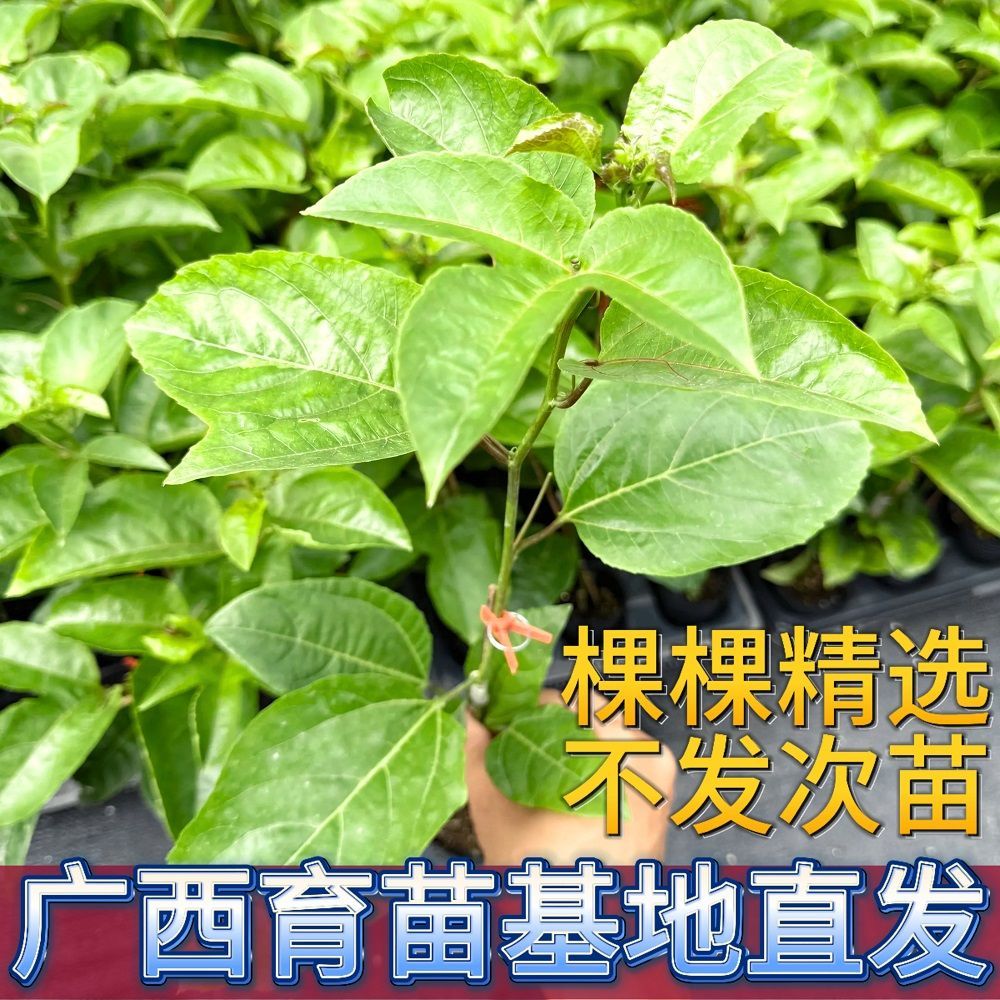 花园植物黄金9号带土带叶发货爬藤植物可地栽盆栽南北方通用