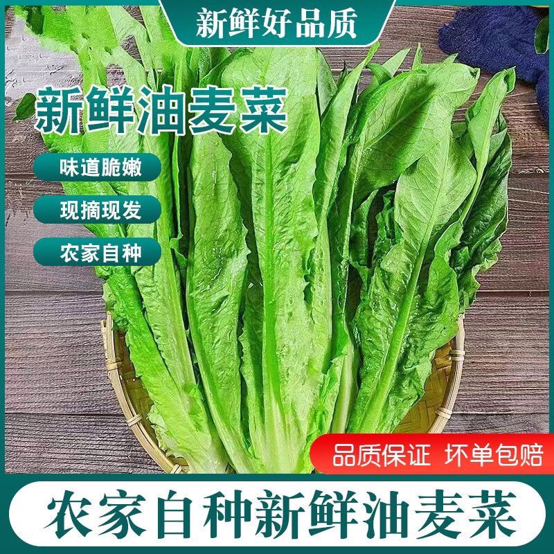 【京东冷链】农家妈妈现摘现发3斤新鲜油麦菜牛俐生菜蔬菜