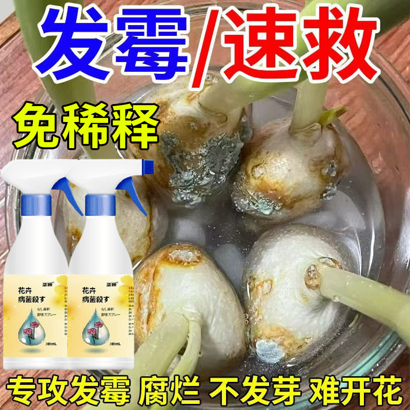 郁金香种球发霉长霉斑花卉病菌清腐烂根多菌灵水培土栽通用营养液
