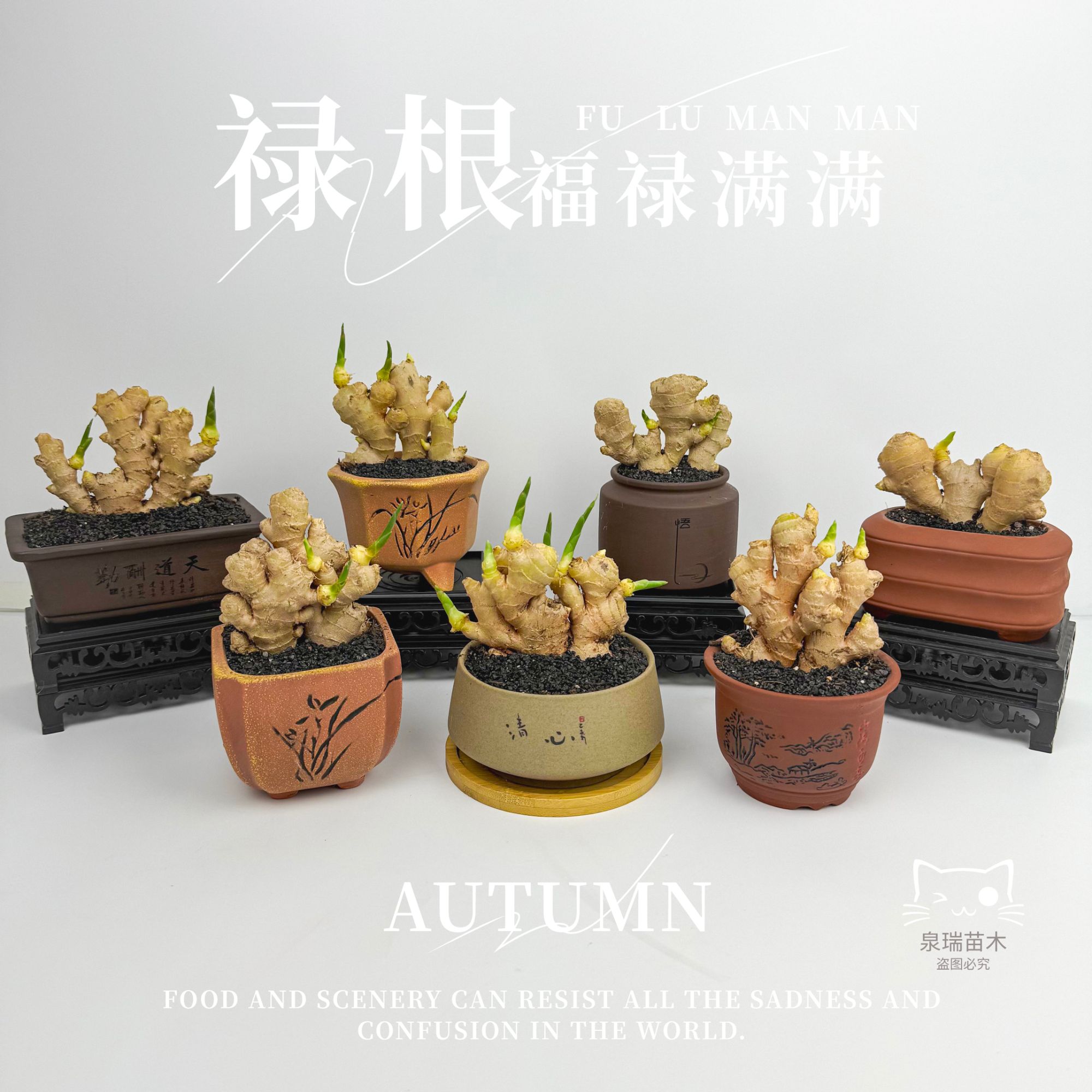 禄根带芽好养灵草不当生姜种苗种植植物办公室桌面小绿植禄根盆栽