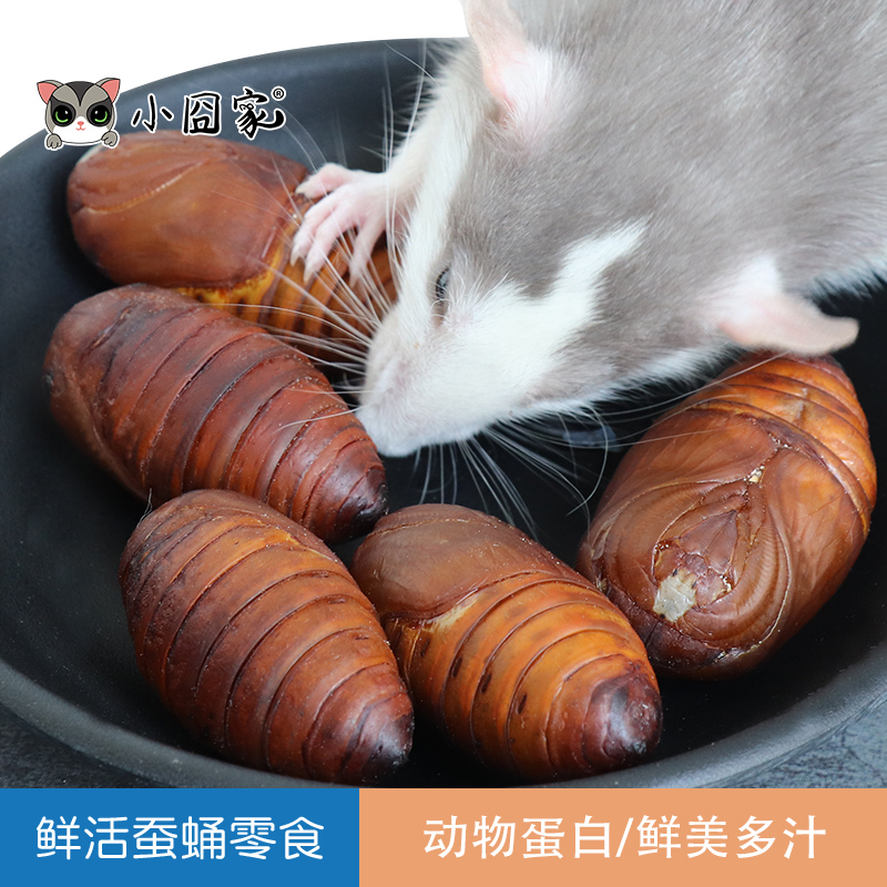小囧家仓鼠小蜜零食花枝鼠蚕蛹蜜袋鼯松鼠刺猬营养零食鲜活蝉蛹