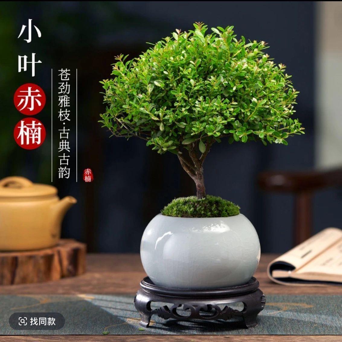 小叶赤楠老桩盆栽盆景迷你植物室内花卉办公室桌面小绿植好养四季