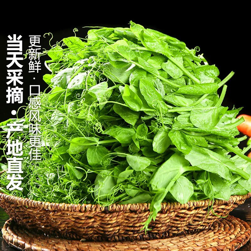 四川现摘豌豆尖新鲜蔬菜豌豆苗嫩豌豆尖豌豆头豌豆芽鲜豌豆尖
