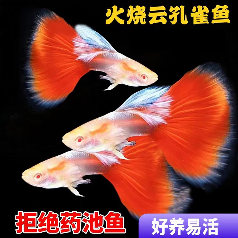 火烧云孔雀鱼种鱼可繁殖斑马鱼胎生鱼神仙鱼天使鱼观赏鱼热带鱼