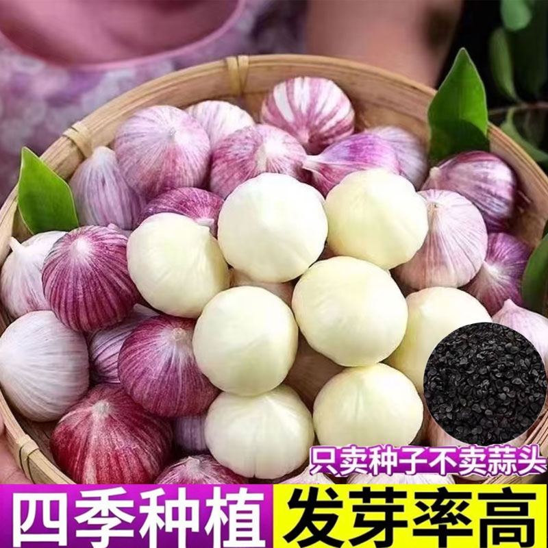 【包邮】农家四季种植蔬菜种子阳台盆栽源头圆头大蒜种子